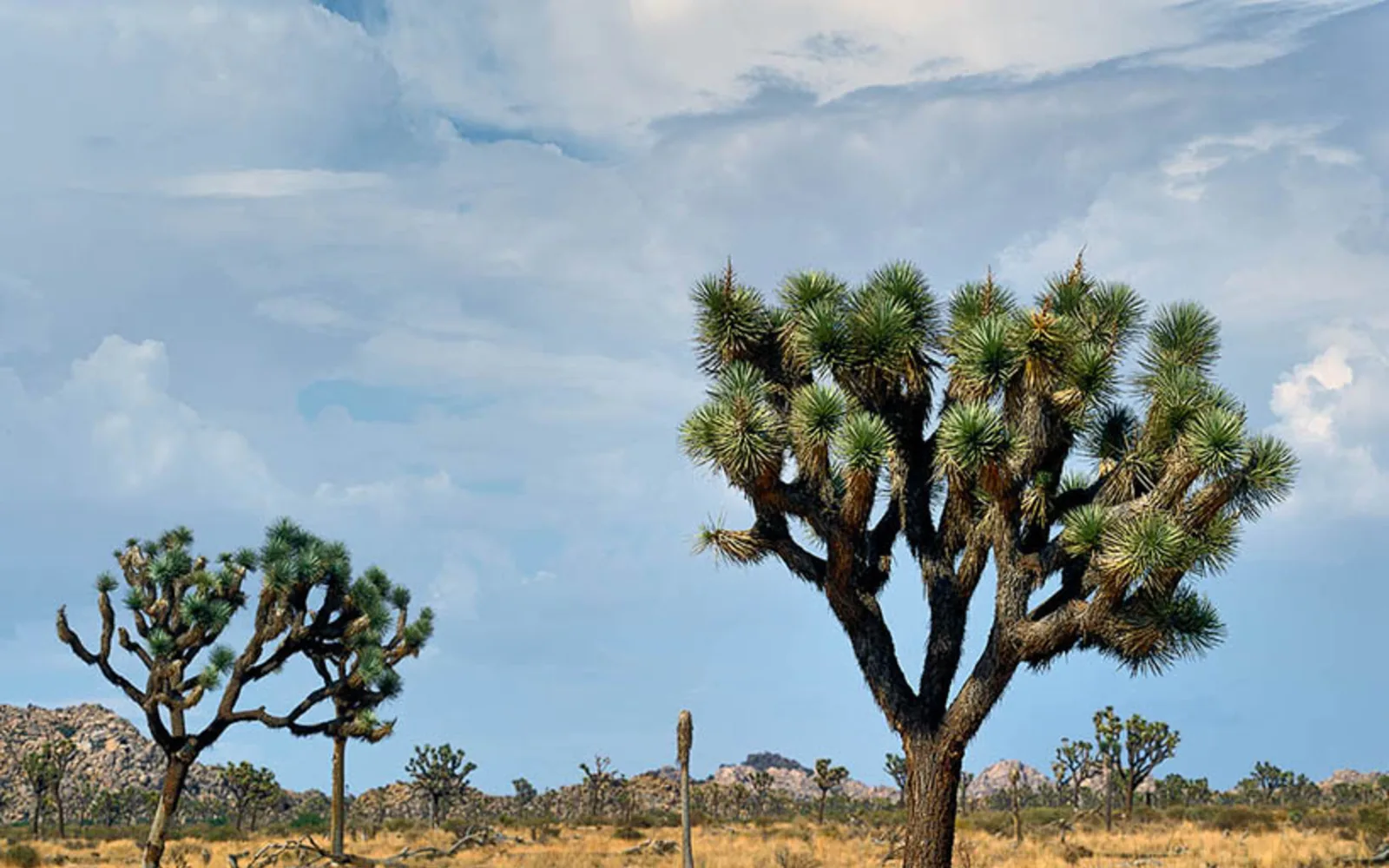 Desert landscape featuring Joshua trees, distinctive desert plants of the Mojave Desert